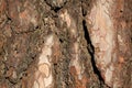 Beautiful close up view of pine bark. pine bark texture / background. Royalty Free Stock Photo