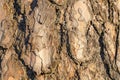 Beautiful close up view of pine bark. pine bark texture / background. Royalty Free Stock Photo