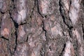 Beautiful close up view of pine bark. pine bark texture / background. Royalty Free Stock Photo