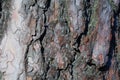 Beautiful close up view of pine bark. pine bark texture / background. Royalty Free Stock Photo