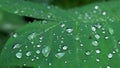 Beautiful close-up view of rain drops on a green leaf outdoors. Fabulous dew on tropical plant with small insect bug Royalty Free Stock Photo