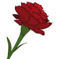 Beautiful close-up view of red carnation over white background, Vector illustration Royalty Free Stock Photo