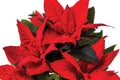 Beautiful close up view of red poinsettia plant isolated on white background. Royalty Free Stock Photo