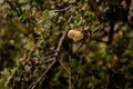 Beautiful close-up view of tree branch with young green acorn on it Royalty Free Stock Photo