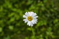 Beautiful close up view of white daisy flower . Royalty Free Stock Photo