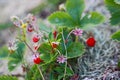 Beautiful close up view of wild strawberry bush isolated. Red berries and green leaves. Royalty Free Stock Photo