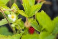 Beautiful close up view of wild strawberry bush isolated. Red berries and green leaves. Royalty Free Stock Photo