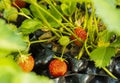 Beautiful close up view of wild strawberry bush isolated. Red berries and green leaves. Royalty Free Stock Photo