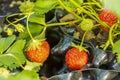 Beautiful close up view of wild strawberry bush isolated. Red berries and green leaves. Royalty Free Stock Photo