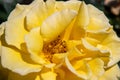 A beautiful close-up view on a yellow rose top view Royalty Free Stock Photo