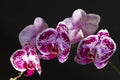 Beautiful Close up of Violet and White Orchids on a Black Background