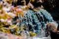 Beautiful close up of a water fall enshrouded with blooming pink and white bushes