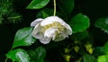 Beautiful close-up of wet white peony with big water drops blooming against dark green leaves in garden. Royalty Free Stock Photo