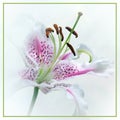 Beautiful close up of a white lily Royalty Free Stock Photo