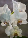 Beautiful close-up of white phalaenopsis orchid flower branch. Phalaenopsis known as the Moth Orchid or Phal against light Royalty Free Stock Photo