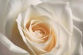 Closeup of white rose for abstract background, beautiful spring flower, wedding floral pattern, macro, shallow DOF