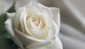 Closeup of white rose for abstract background, beautiful spring flower, wedding floral pattern, macro, shallow DOF