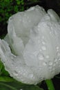 FLOWERS- Close Up of White Tulip With Rain Drops Royalty Free Stock Photo