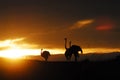 BIRDS- Africa- Close Up Silhouettes of Ostriches in the Sunrise Royalty Free Stock Photo