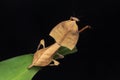 Beautiful close-up of wildlife Dead leaf mantis on green leaves - Deroplatys truncata (selective focus