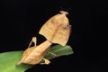 Beautiful close-up of wildlife Dead leaf mantis on green leaves - Deroplatys truncata (selective focus