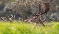 Beautiful close-up of wonderful male fallow deer lying in the grass. Only the head with mighty antlers are peaking out Royalty Free Stock Photo