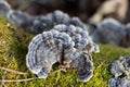 A beautiful close-up of wood decay fungi growing during early spring.