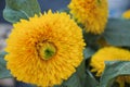 Beautiful close up of yellow dahlias