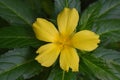 Beautiful Close Up Yellow Flower with Yellow Petals Royalty Free Stock Photo