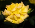 Beautiful close up of a yellow rose flower head Royalty Free Stock Photo