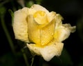Beautiful close up of a yellow rose flower head Royalty Free Stock Photo