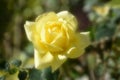 Beautiful close up of yellow rose with soften effect