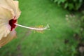 Beautiful close up of Yellow stamen of Hibiscus Rosa sinensis Flower. This flower is also known as Chinese hibiscus, China rose an Royalty Free Stock Photo