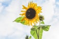 Beautiful close up of a yellow sunflower with honey bees sitting in the centre Royalty Free Stock Photo