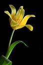 Beautiful Close up Yellow Tulip With Dew on Flower With  Black Background and Natural Light.. Macro Flower. Royalty Free Stock Photo