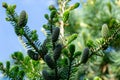 Beautiful close-up of young blue cones on the branches of fir Abies koreana with green and silvery spruce needles