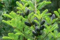 Beautiful close-up of young dark blue cones on the branches of fir Abies koreana with green and silvery needles