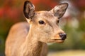 Beautiful close up of young deer fawn face in nature during fall autumn season Royalty Free Stock Photo