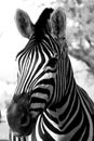 High contrast black & white Zebra close up Royalty Free Stock Photo