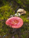 Beautiful close ups of fungus, moss & toadstools found in rustic pine forests of Finland.