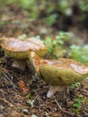 Beautiful close ups of fungus, moss & toadstools found in rustic pine forests of Finland. Royalty Free Stock Photo