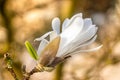 Beautiful close ups of white star flower magnolia flowers Royalty Free Stock Photo