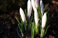 A beautiful closed bloom of crocus in the morning time