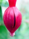 Beautiful closed purple single hanging pink fuchsia wild pretty