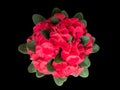 Beautiful closed up of red Crown of thorns or Christ thorn flower