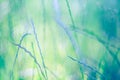 Beautiful closeup abstract grass background. Green grass blurred background and soft sunlight