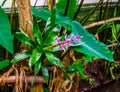 Beautiful closeup of a aechmea blue tango plant in a tropical garden, exotic cultivar from Florida, America