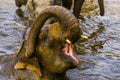 Beautiful closeup of a asian elephant bathing in the water, Endangered animal specie from Asia