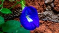 Beautiful closeup of Asian pigeonwings flower.