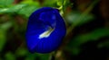 Beautiful closeup of Asian pigeonwings flower.